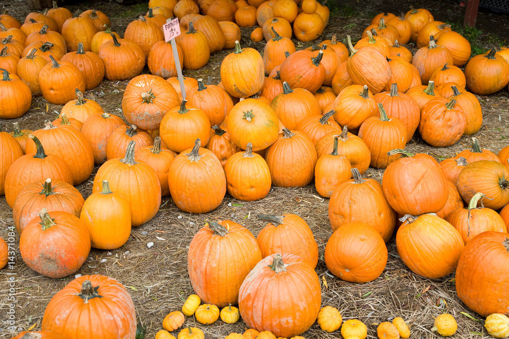 Obraz premium Kürbisverkauf