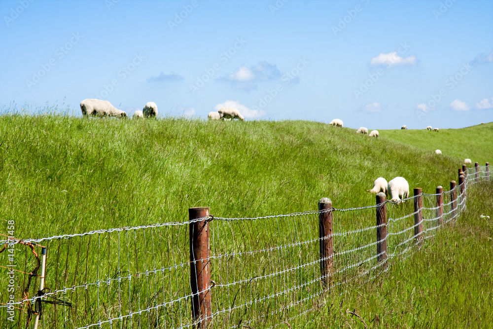 Obraz premium Schafwiese