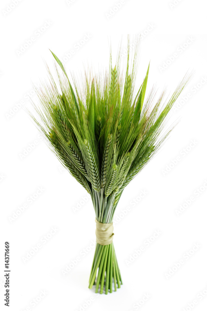 Naklejka premium green wheat