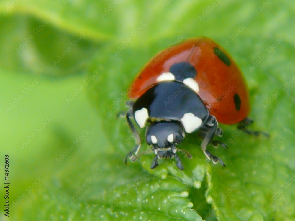 Fototapeta premium Marienkäfer,makro