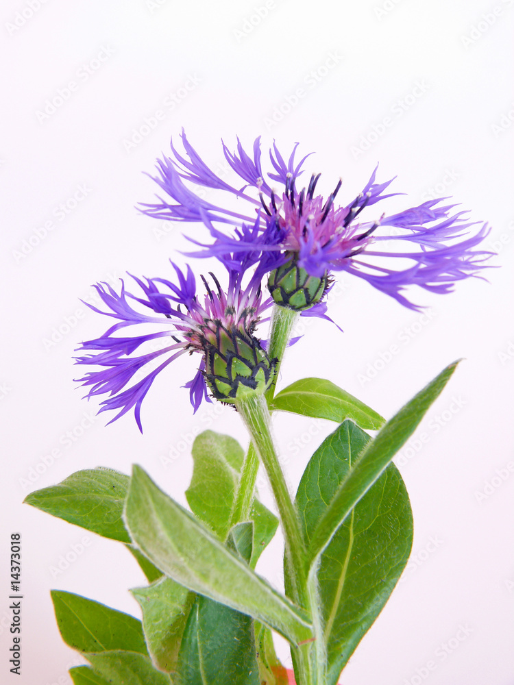 Naklejka premium Kornblume