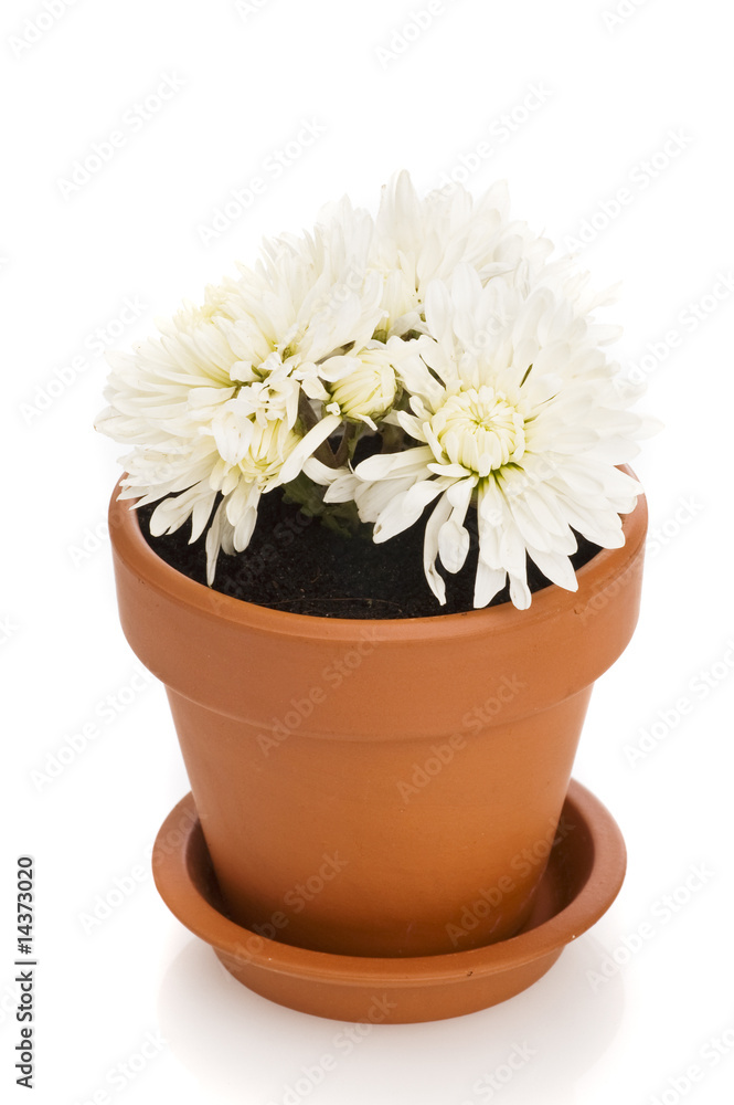 Fototapeta premium flowerpots