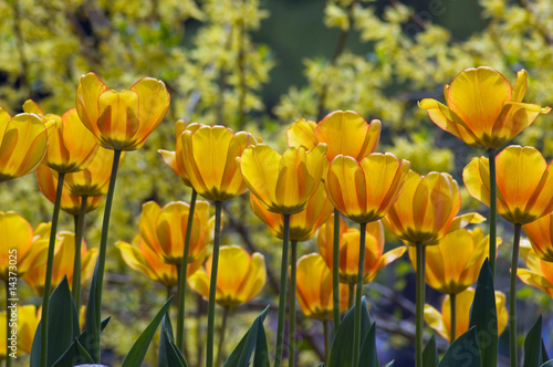 yellow tulips