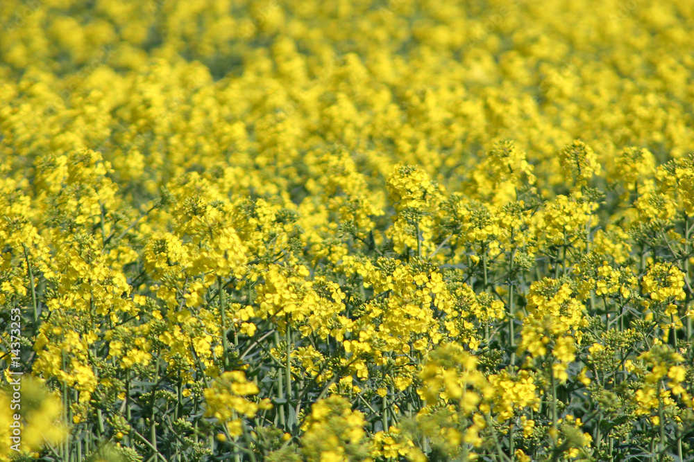 rape field rape field