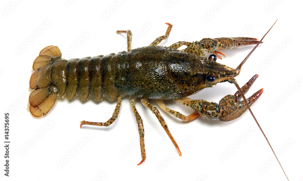 River crayfish River crayfish