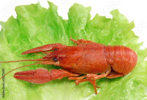 Boiled crayfish on lettuce