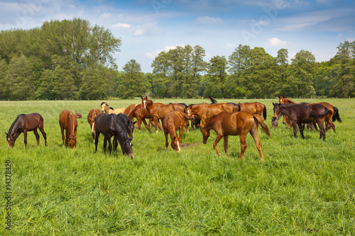 Fototapeta Naklejka Na Ścianę i Meble -  Pferde