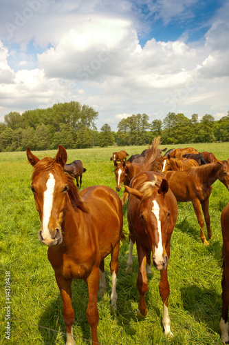Pferde © Heino Pattschull