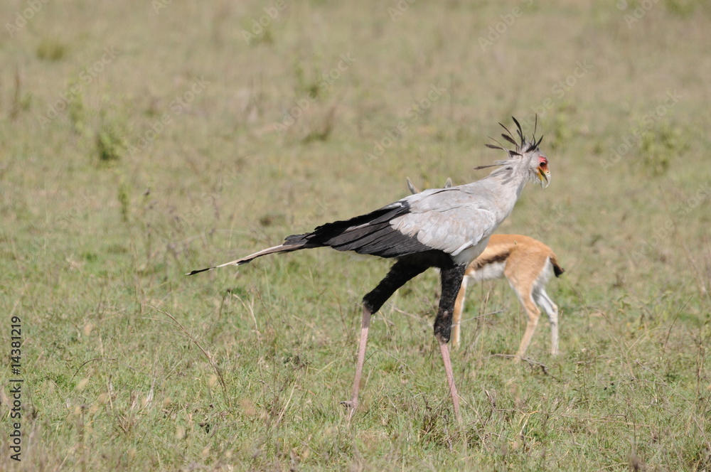 Obraz premium trappen