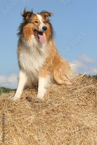 Collie photo