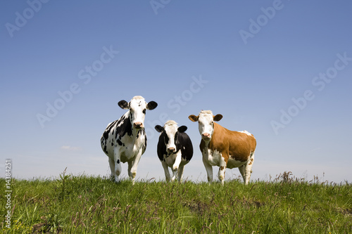 Dutch cows