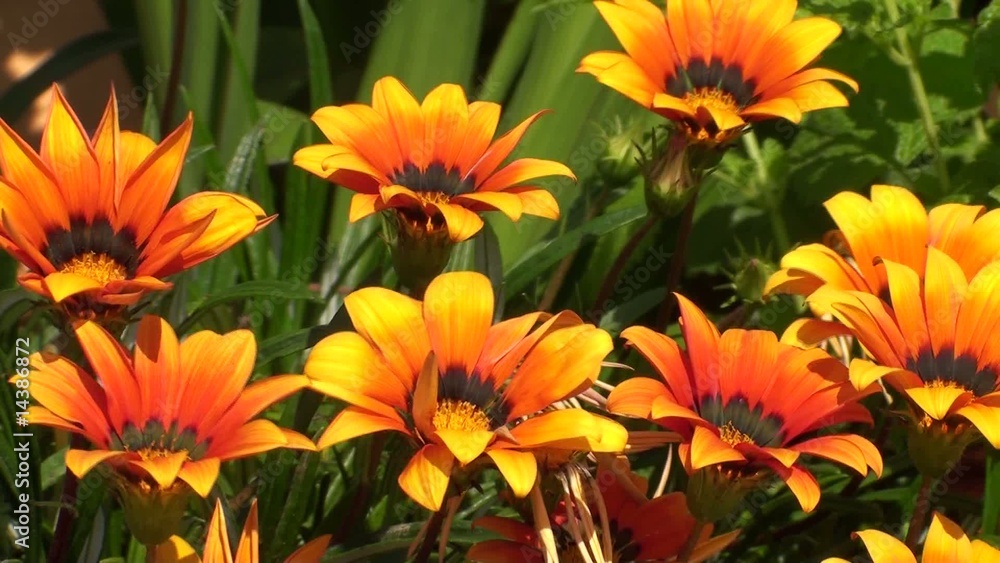 flores flores