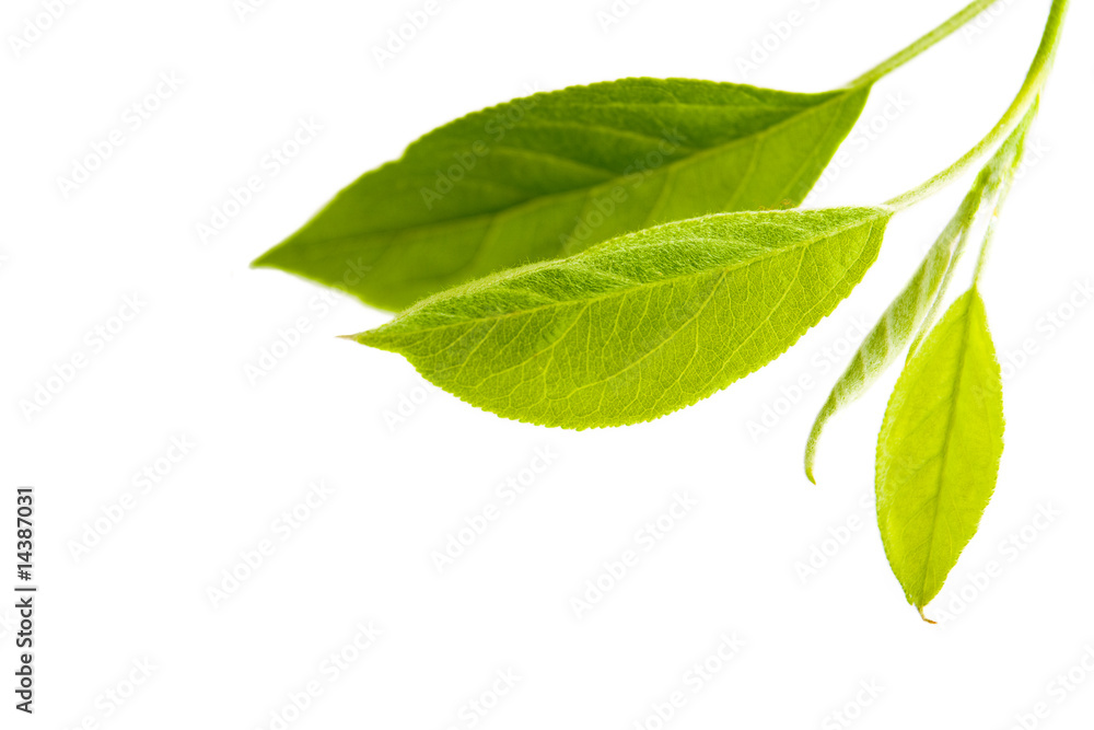 Leaves Leaves