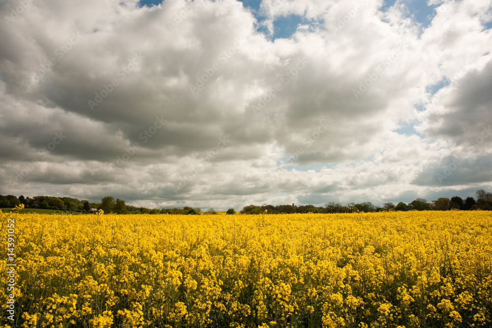 Obraz premium Rapeseed field