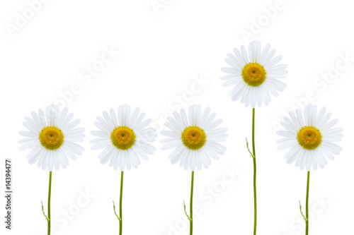 Fototapeta Naklejka Na Ścianę i Meble -  Margerite