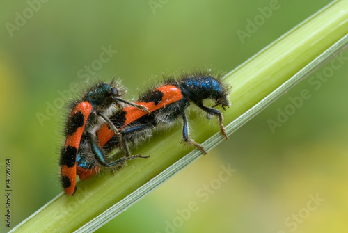 Zottiger Bienenkäfer - Paarungszeit photo