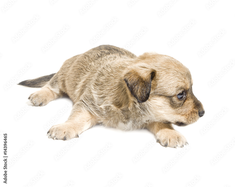 Little puppy isolated on white