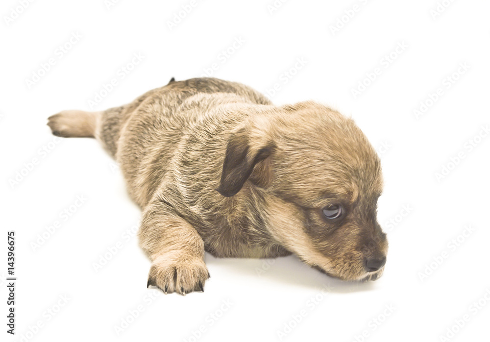 Puppy isolated