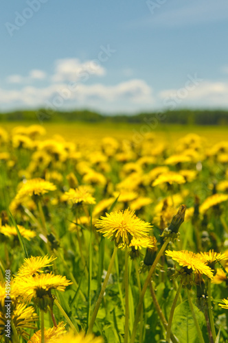 dandelion field  shallow focus