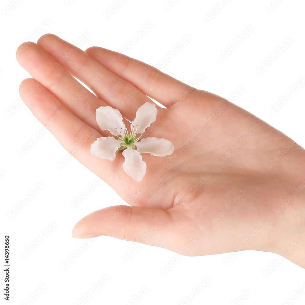 Blossoms Blossoms