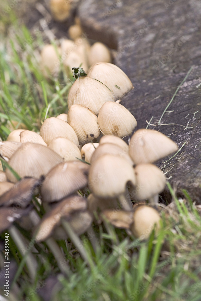 wild mushrooms wild mushrooms