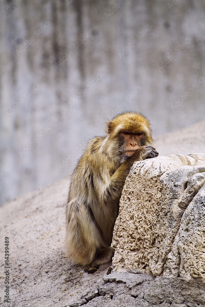 Obraz premium wild animals