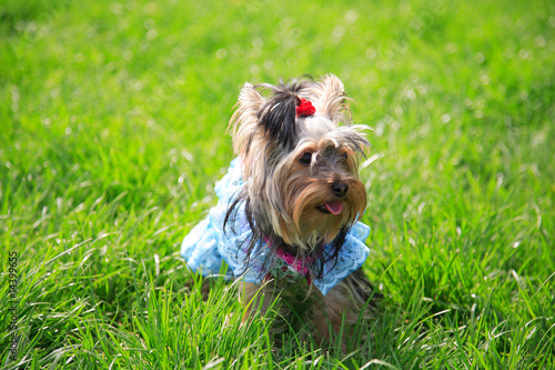 Puppy yorkshire a terrier in an elegant dress on walk