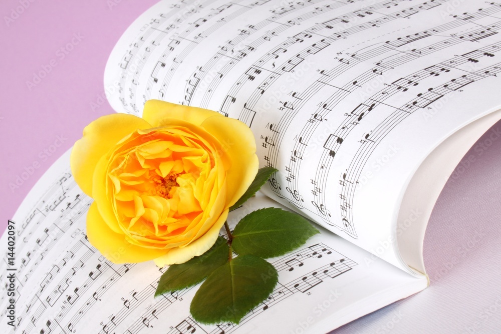 Fototapeta premium Gelbe Rose und Musiknoten