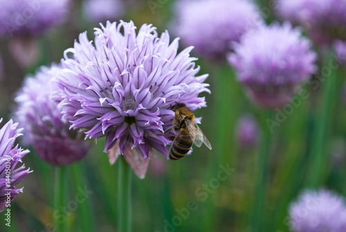 bee and flowers