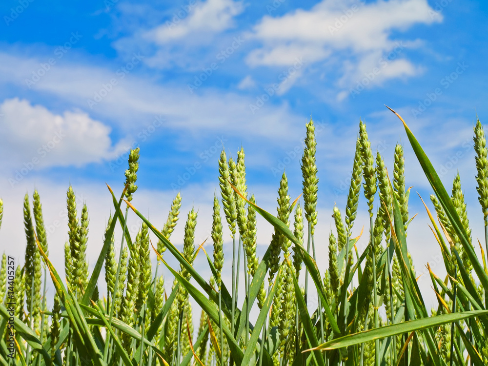 wheat harvest on blue sky