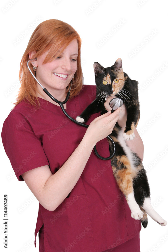 Obraz premium vet and kitty