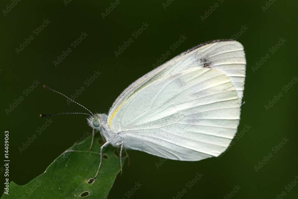 white crataegi white crataegi