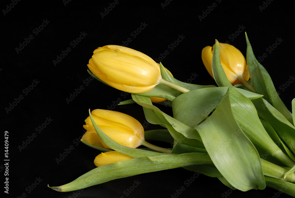 żółte tulipany