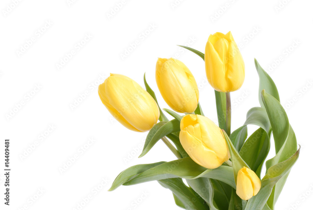 Naklejka premium żółte tulipany