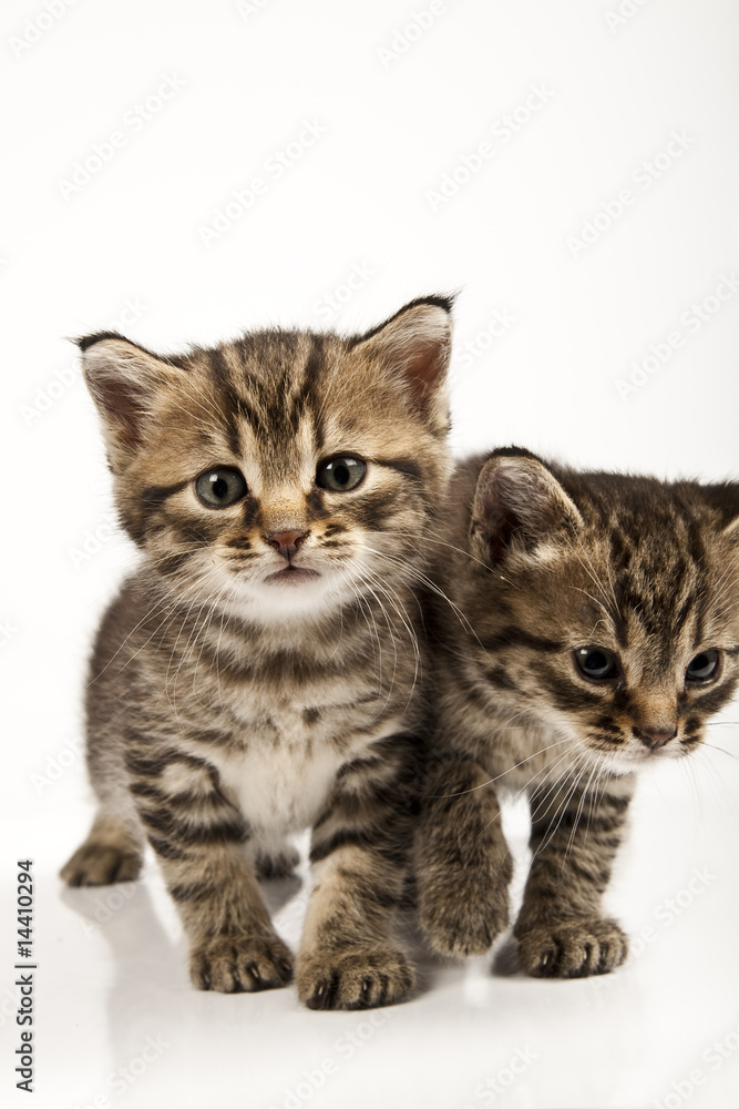 Obraz premium kitten