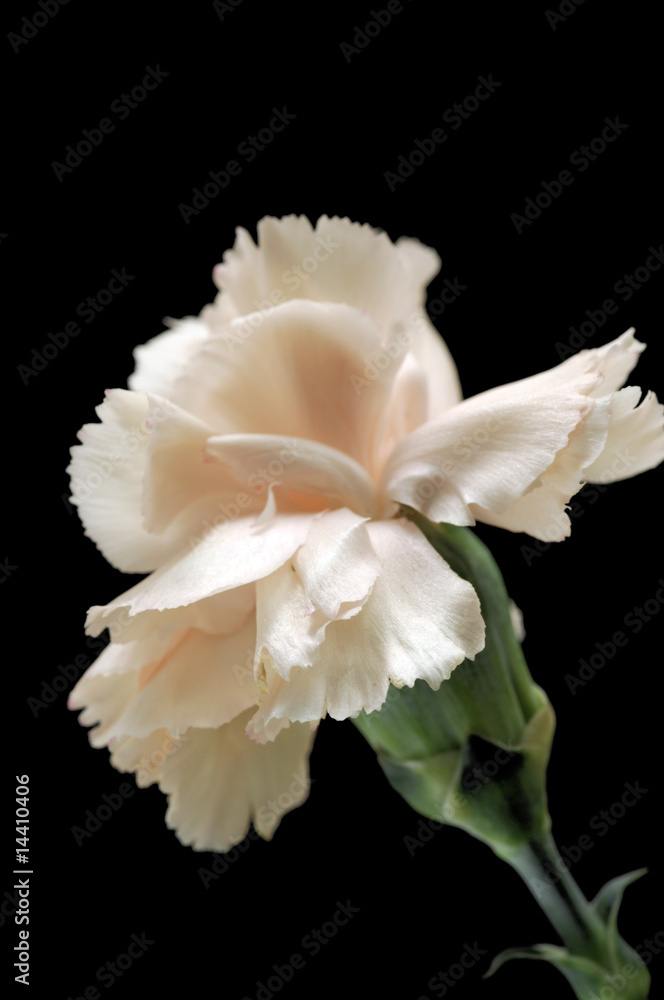 Fototapeta premium bunch of flowers