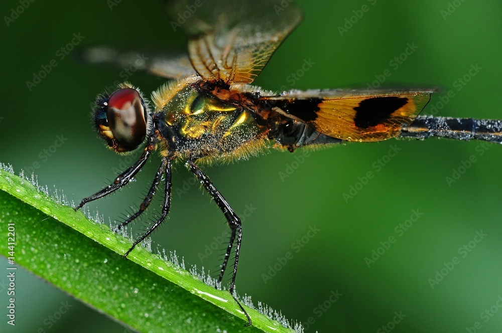 Naklejka premium dragonfly and dew