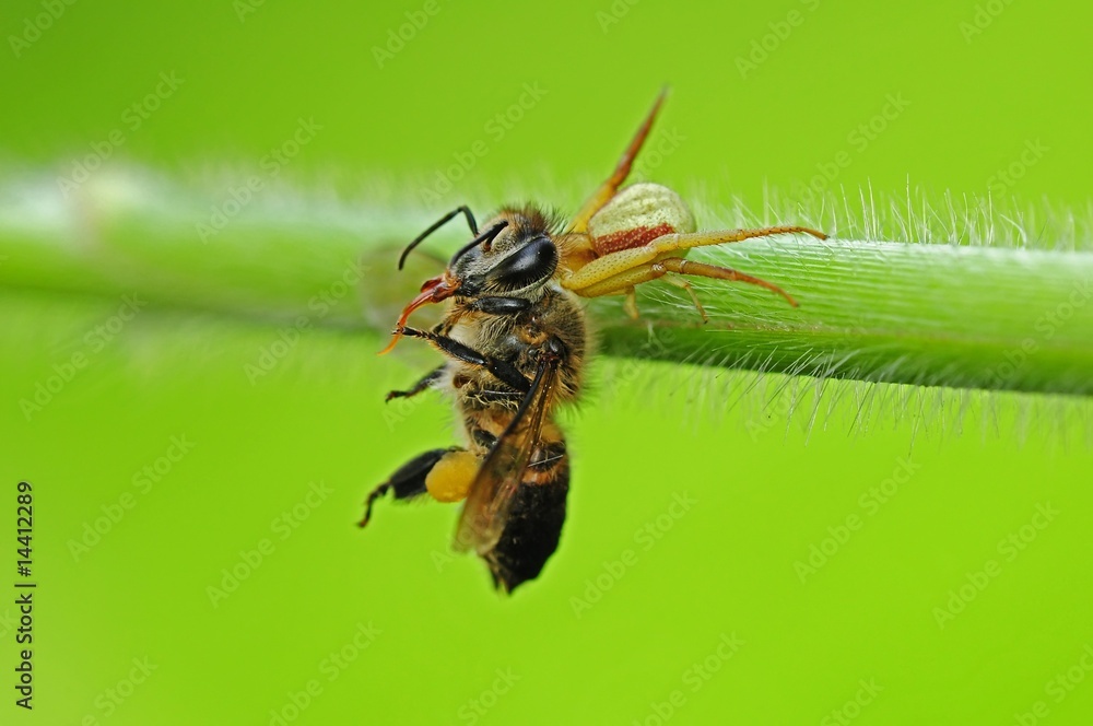 crab spider eating a bee in the parks crab spider eating a bee in the parks