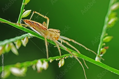 lynx spider in the parks © Wong Hock Weng