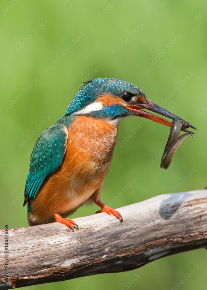 Obraz premium Kingfisher with prey
