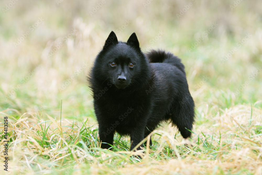 schipperke noir zain nous fixant à la campagne schipperke noir zain nous fixant à la campagne