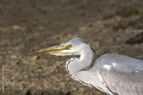 great grey heron / Ardea cinerea