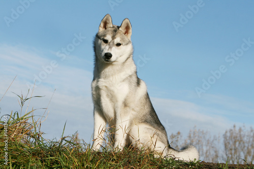 bel husky sib  rien assis sur fond de ciel bleu