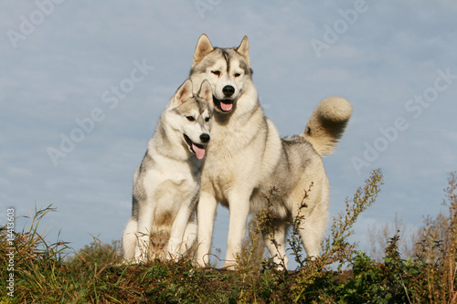 husky en famille sur fond de ciel bleu