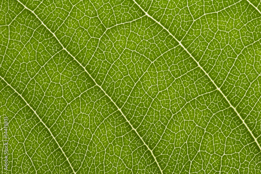 close up of delicate green leaf pattern close up of delicate green leaf pattern
