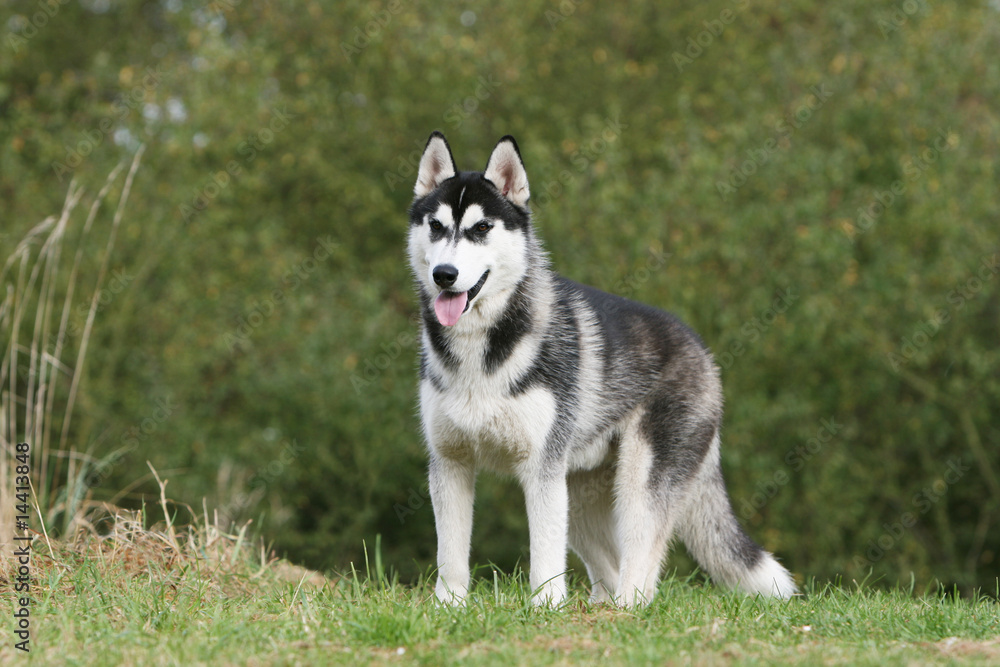 husky bicolore immobile tirant la langue husky bicolore immobile tirant la langue