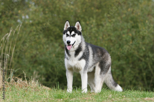 husky bicolore immobile tirant la langue