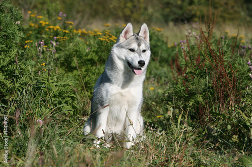 joli husky assis de face au milieu des fourr  s