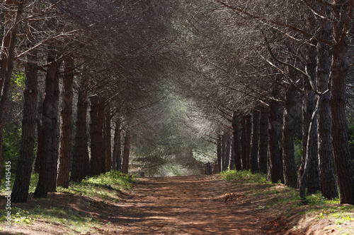 Allee auf der Insel Sainte-Marguerite bei Cannes