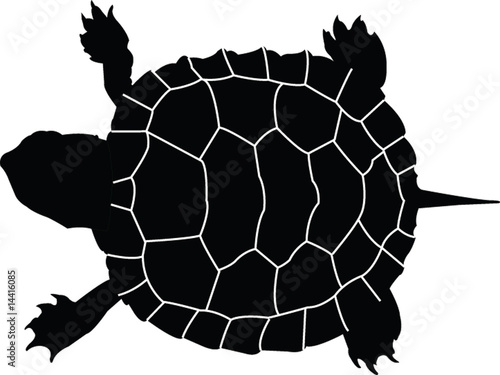 turtle - vector